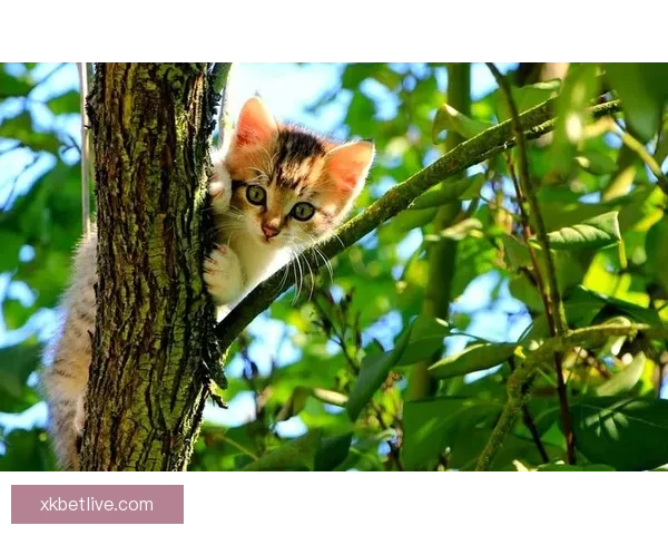 世界杯精彩赛事分析与投注技巧全面指南助你精准竞猜